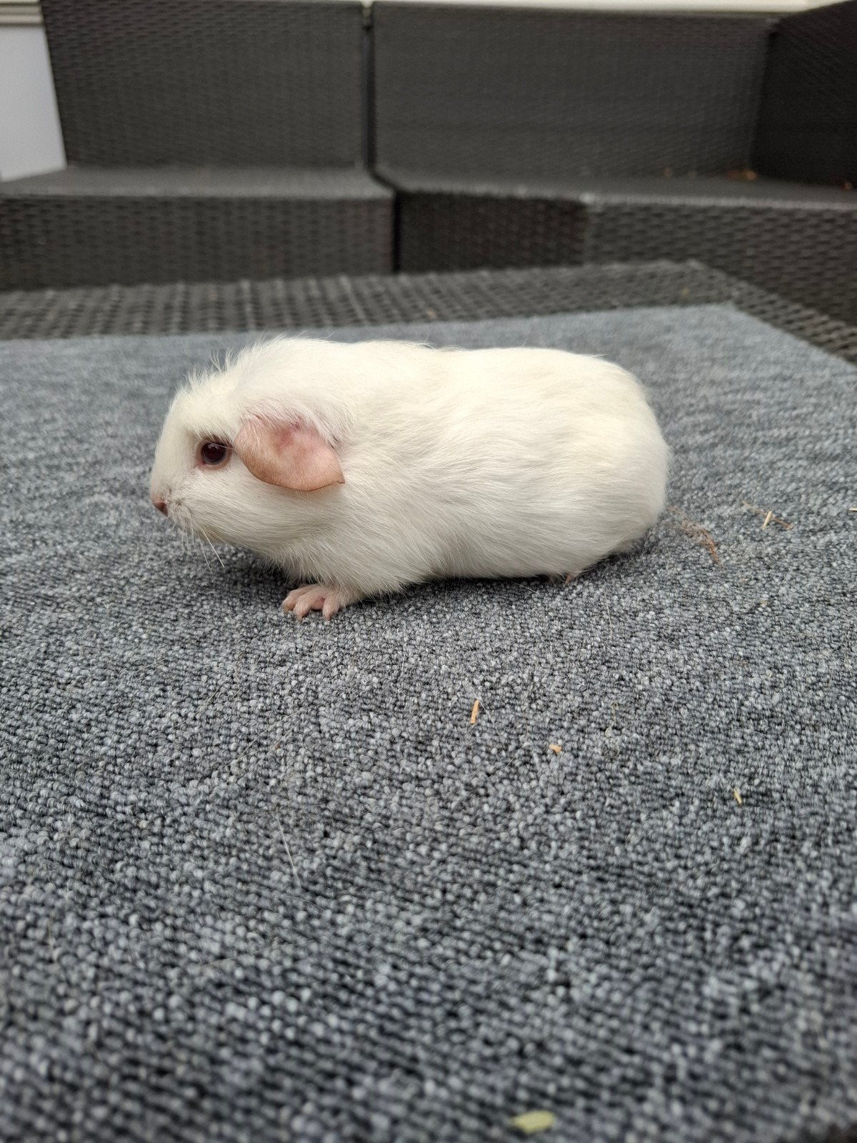 wit gekruind jong beertje (mag direct verhuizen), Dieren en Toebehoren, Knaagdieren, Cavia, Mannelijk, Juli, Tam
