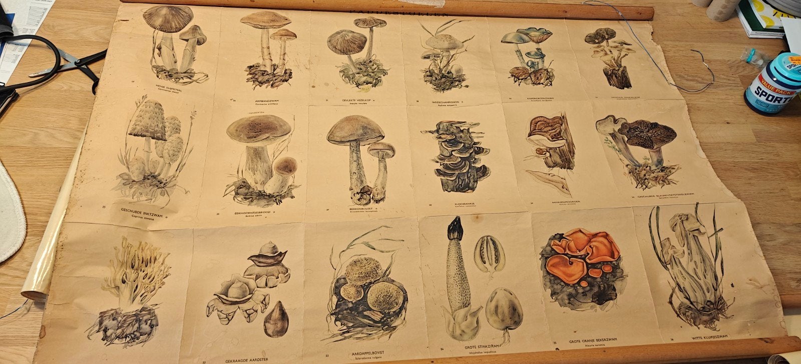 Vintage Paddenstoelen schoolplaat, Ophalen of Verzenden