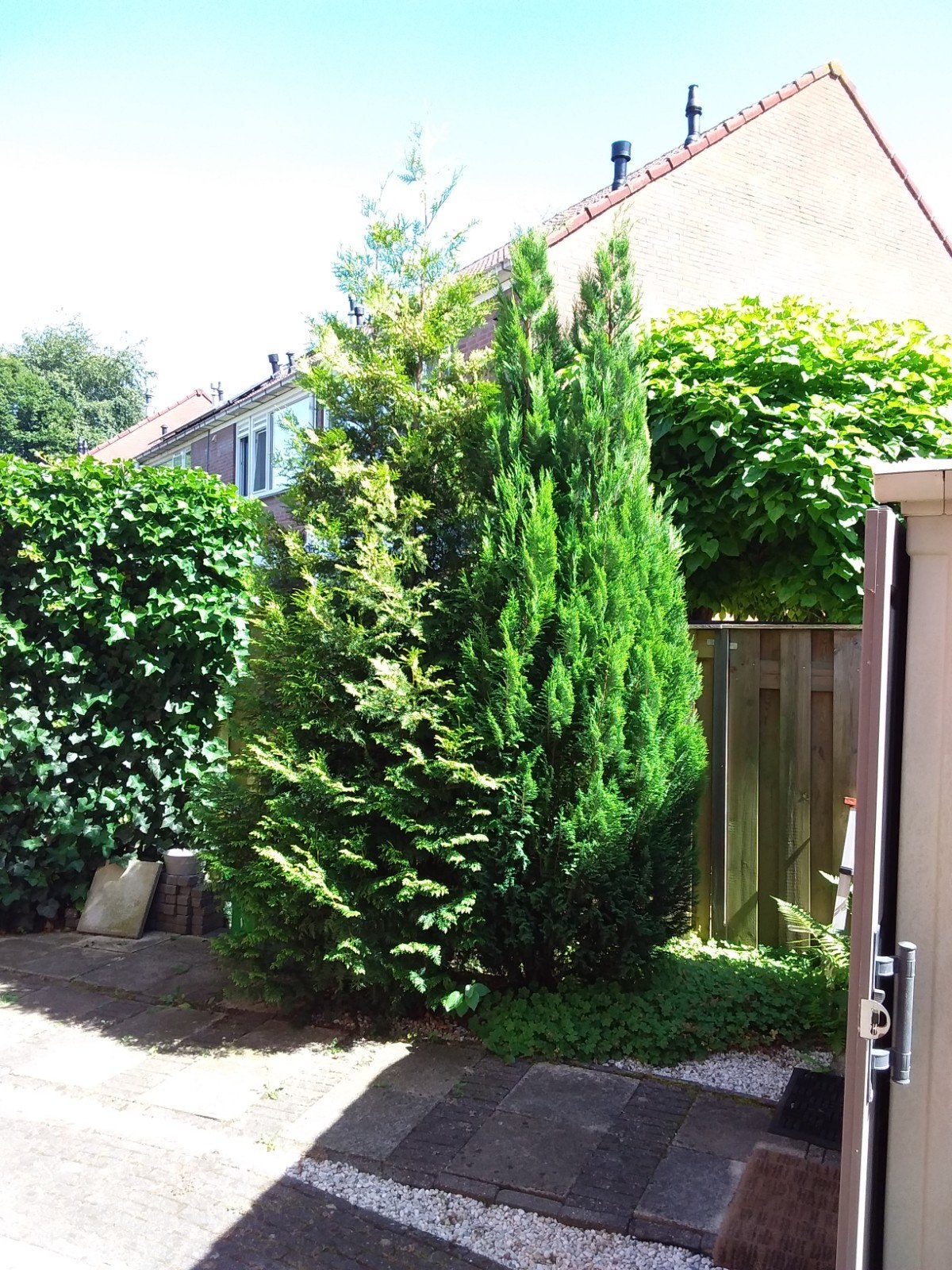 Gratis: 2 prachtige coniferen, circa 3 meter hoog, Tuin en Terras, Planten | Bomen, Ophalen