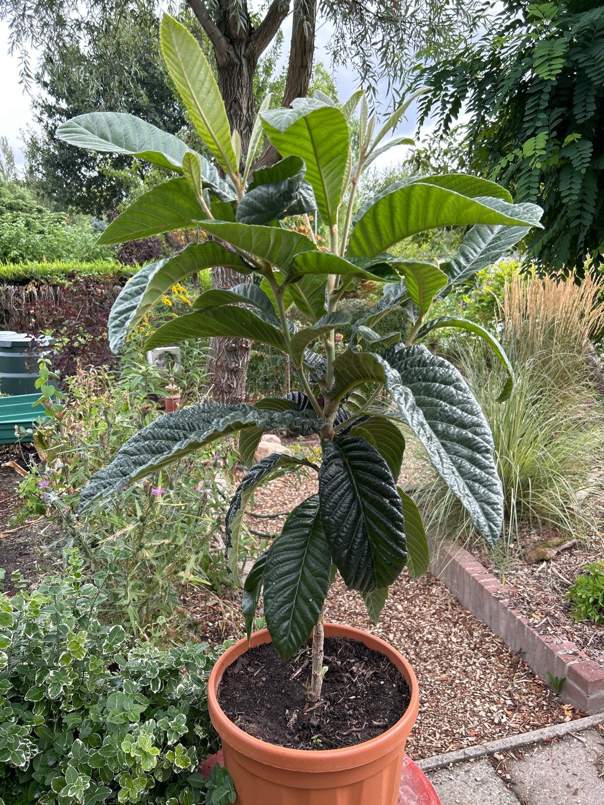 Japanse Wolmispel (Loquat)prachtig 1 meter hoog in pot., Ophalen, Volle zon, Vaste plant, Fruitplanten