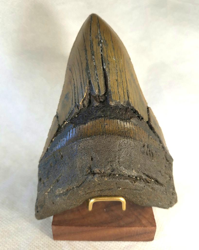 Ruige Megalodon tand - 13.36 cm - fossiel, Ophalen of Verzenden, Fossiel