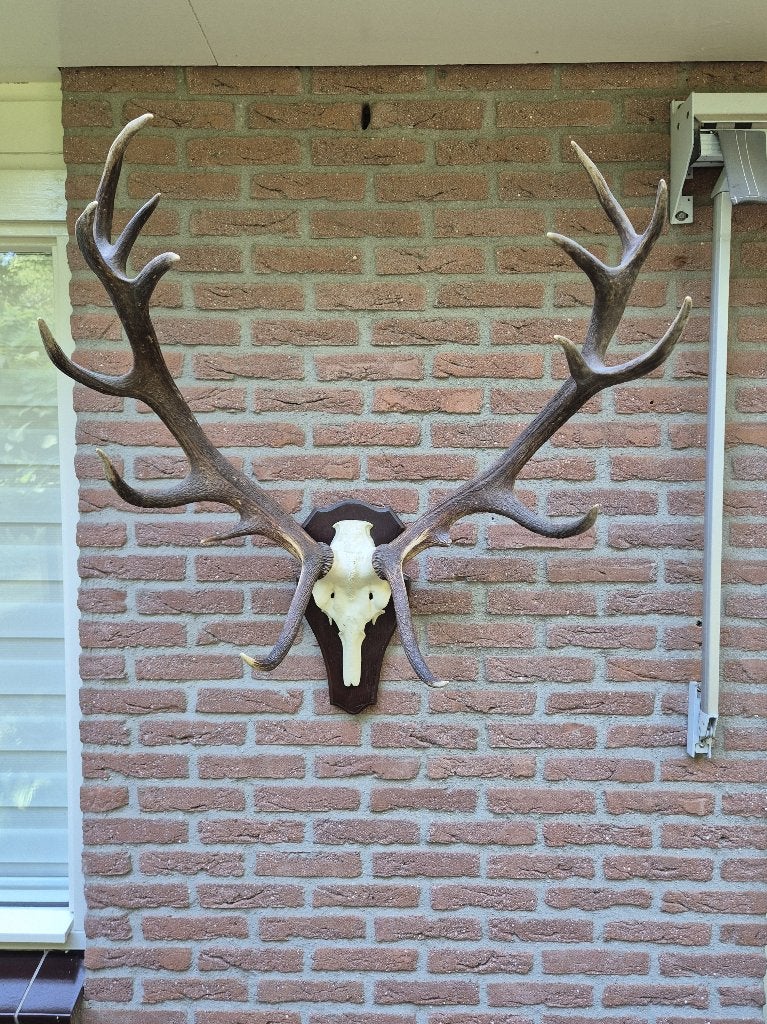 Groot echt edelhert gewei op kunstschedel Veluwe Jacht K2, Ophalen, Zo goed als nieuw, Hert, Gewei of Kop