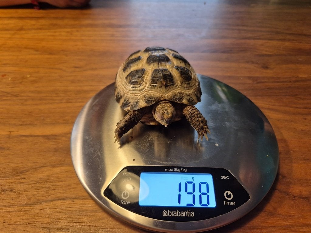 ierteenlandschildpad  (Testudo horsfieldii) Tortoise photo 3