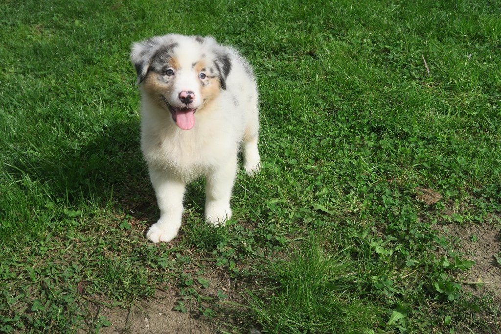 Foto 7 van Leuke Australian Shepherd pups