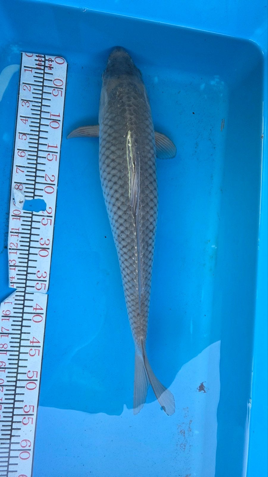 Koi.  Soragoi  / chagoi 55cm, Karper of Koi
