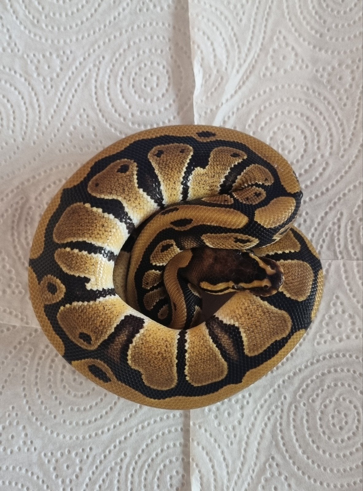 koningspython Ball Python - unknown for sale from Mark