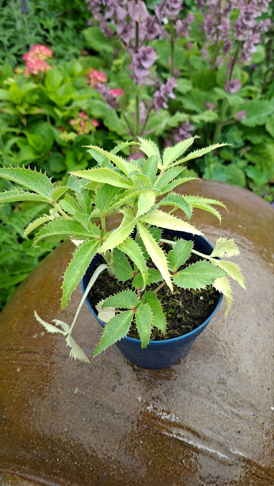 Helleborus Argutifolia., Ophalen, Overige soorten, Halfschaduw