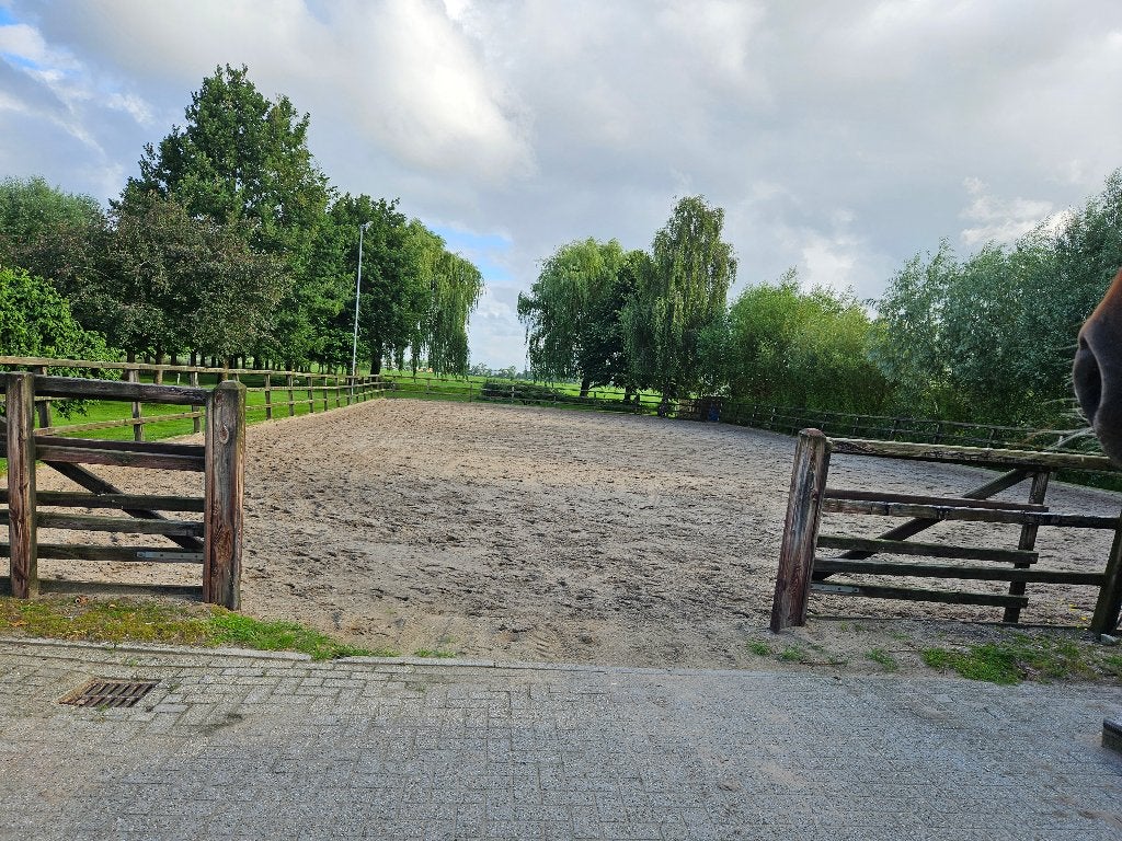Pensionklant gezocht, Weidegang, 1 paard of pony