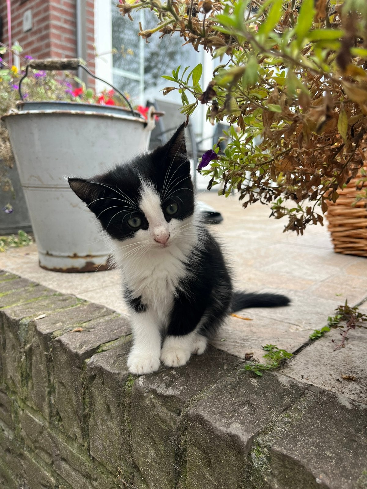 Lieve boederij kittens - mogen per direct worden opgehaald, Meerdere dieren