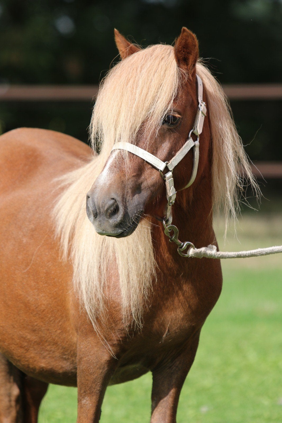 Grote maat stamboek shetlander merries met merrieveulens, Dieren en Toebehoren, Pony's, Meerdere dieren, A pony (tot 1.17m), Met stamboom