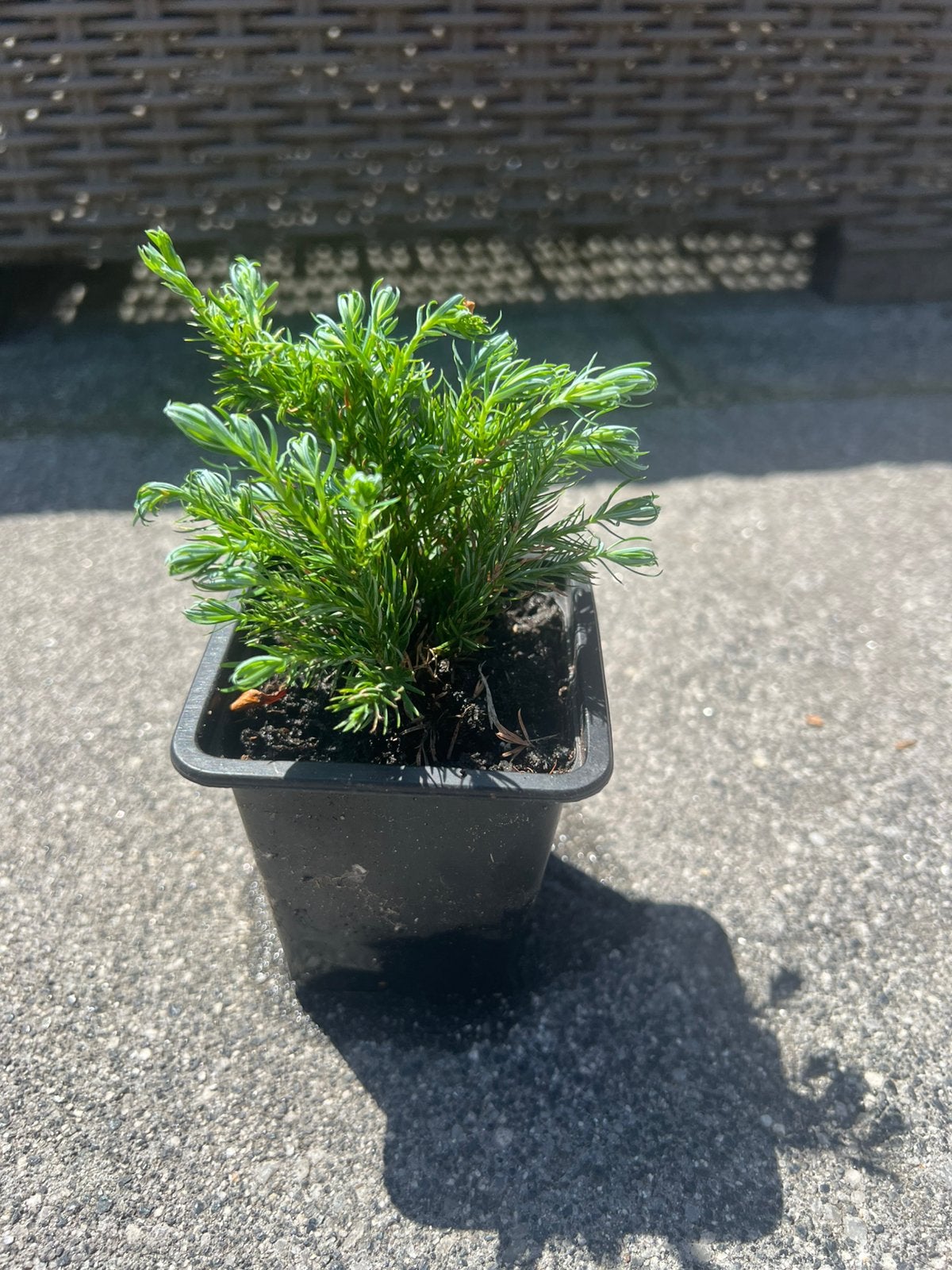 Chamaecyparis blue moon, Ophalen of Verzenden, Overige soorten, Volle zon