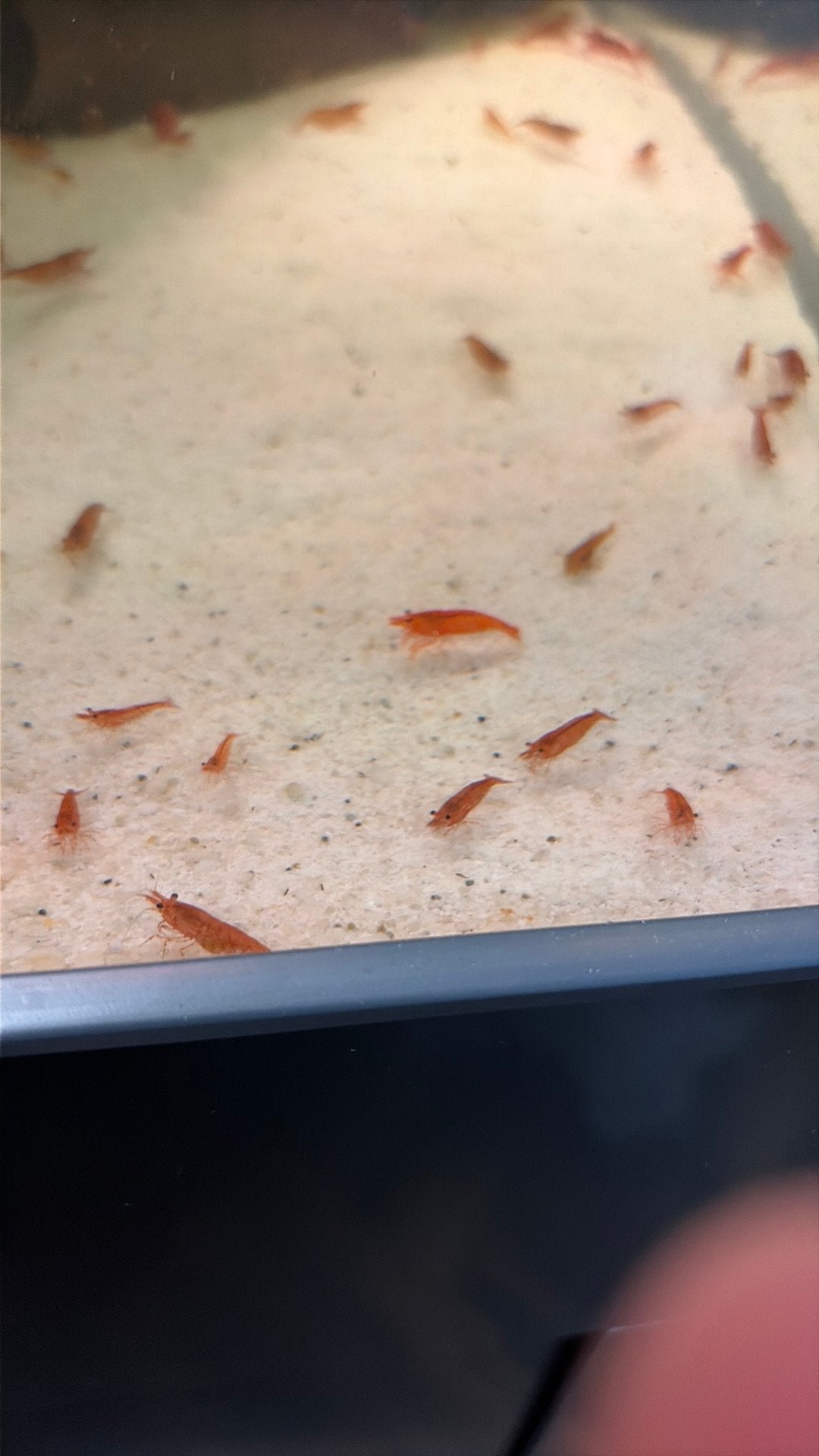 Vuurgarnalen, Dieren en Toebehoren, Vissen | Aquariumvissen, Kreeft, Krab of Garnaal