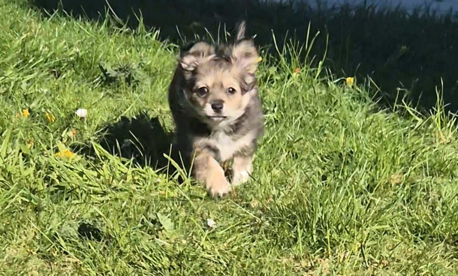 ik zoek een nieuw thuis pomchi chihuahua, 15 weken tot 1 jaar, Teef, Eén hond, Chihuahua
