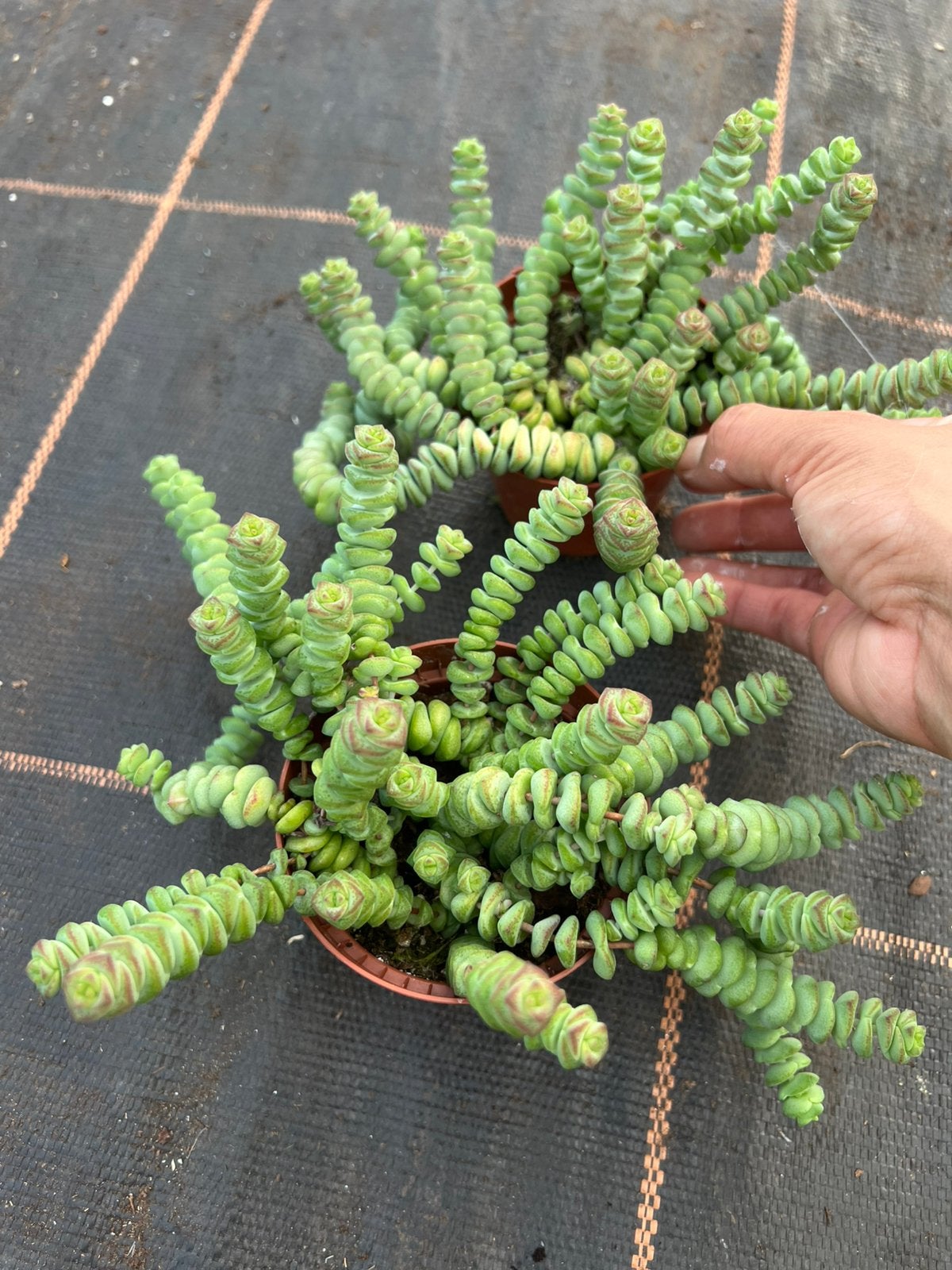 Crassula marnieriana, Huis en Inrichting, Ophalen, Halfschaduw, Minder dan 100 cm