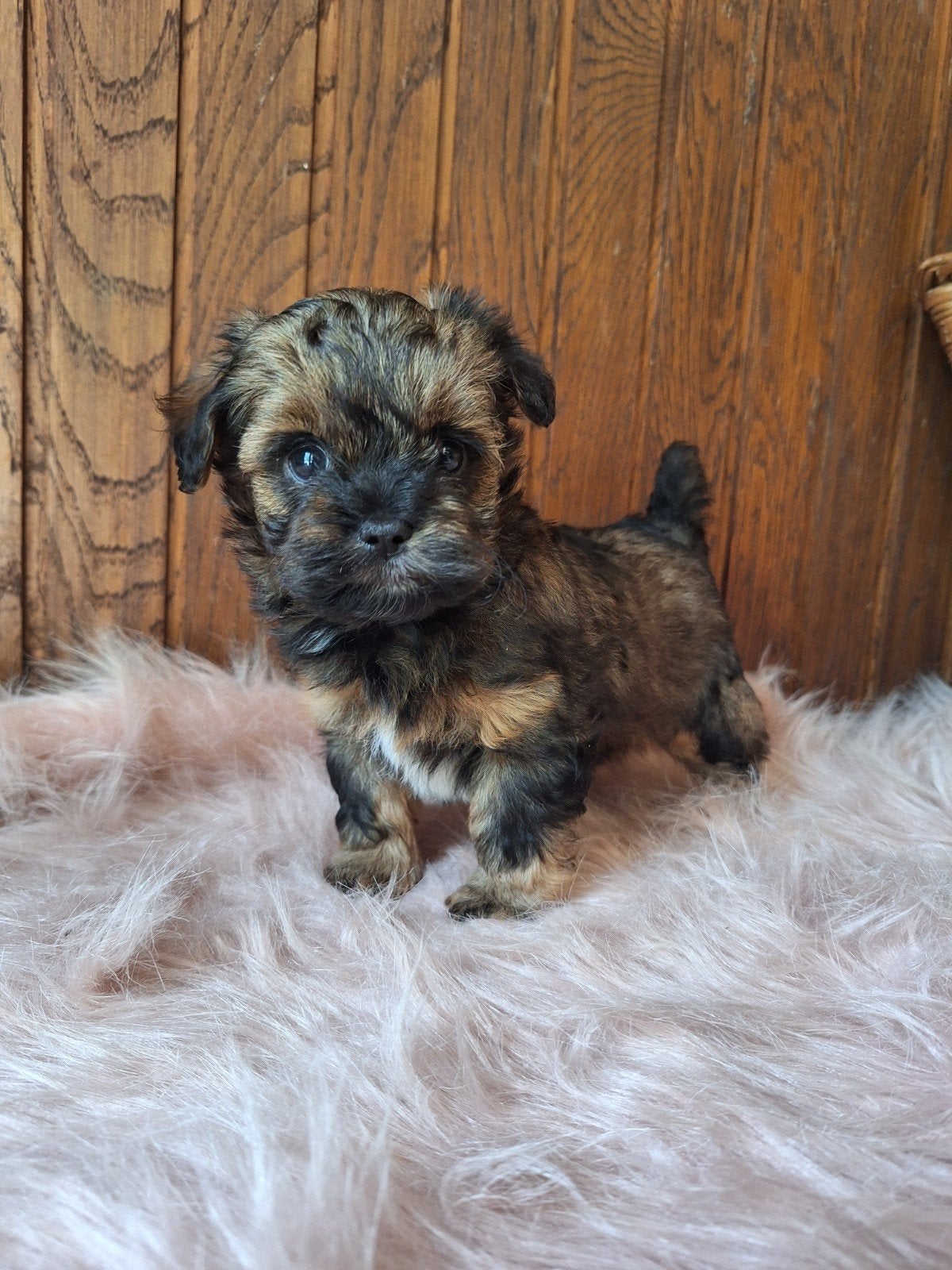 Mooie driekleuringe boompoo pups!, Dieren en Toebehoren, Overige rassen, 8 tot 15 weken, Meerdere, Meerdere dieren