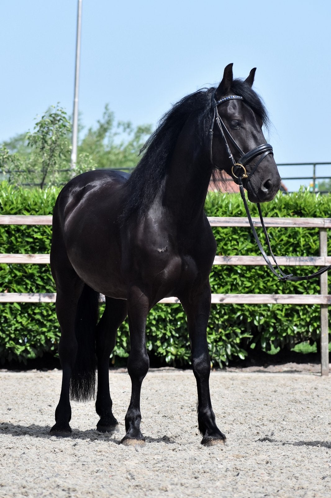 UNIEK! Super knappe en lieve murgese ruin, Minder dan 160 cm, B, Ruin, Recreatiepaard