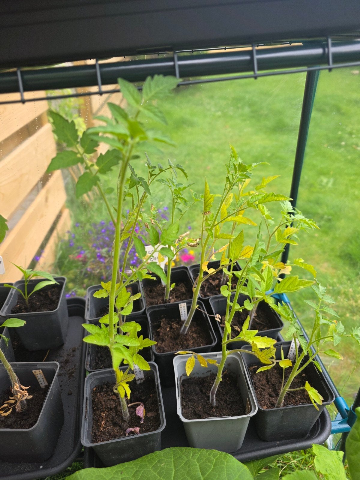 Cherry tomaten planten, Ophalen, Eenjarig, Groenteplanten, Volle zon