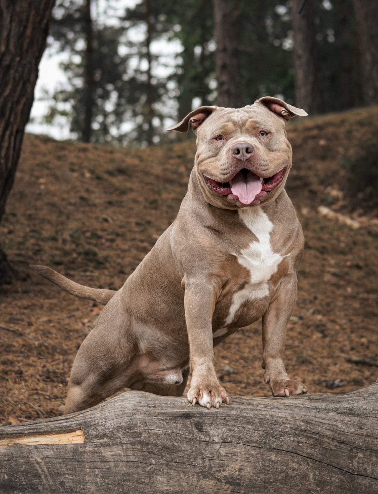 DEKREU AMERICAN BULLY XL, 15 weken tot 1 jaar, Reu, CDV (hondenziekte), Eén hond