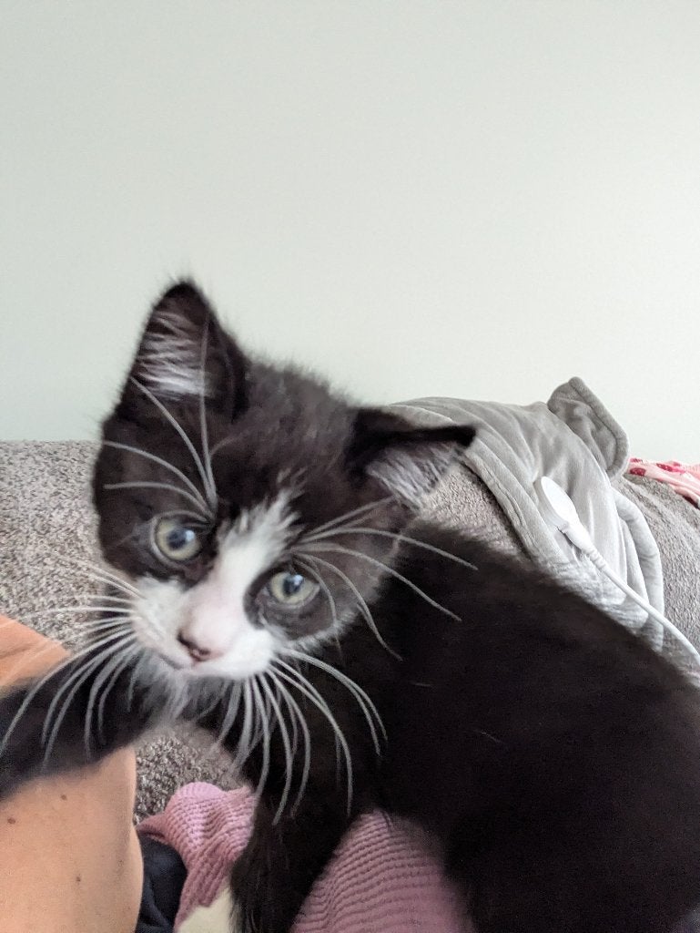 Kitten, Dieren en Toebehoren, Katten en Kittens | Overige Katten, Kortharig, Poes, 0 tot 2 jaar