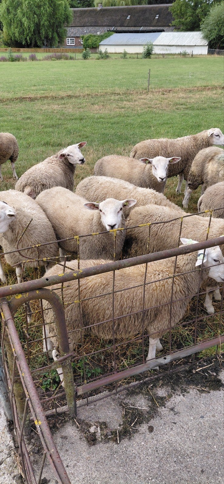 Tekoop vroege Swifter dekbokken zwoegervrije gecertificeerd, Mannelijk, Schaap