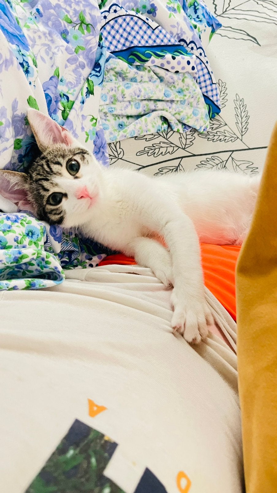 Schattig kitten, twee en een halve maand oud., Dieren en Toebehoren, Katten en Kittens | Overige Katten, Poes
