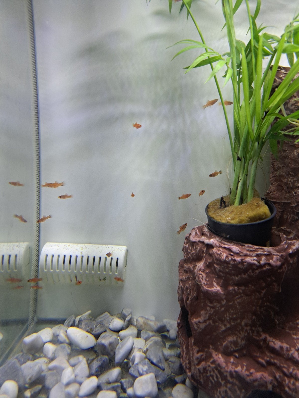 guppy mix, Vis, Zoetwatervis