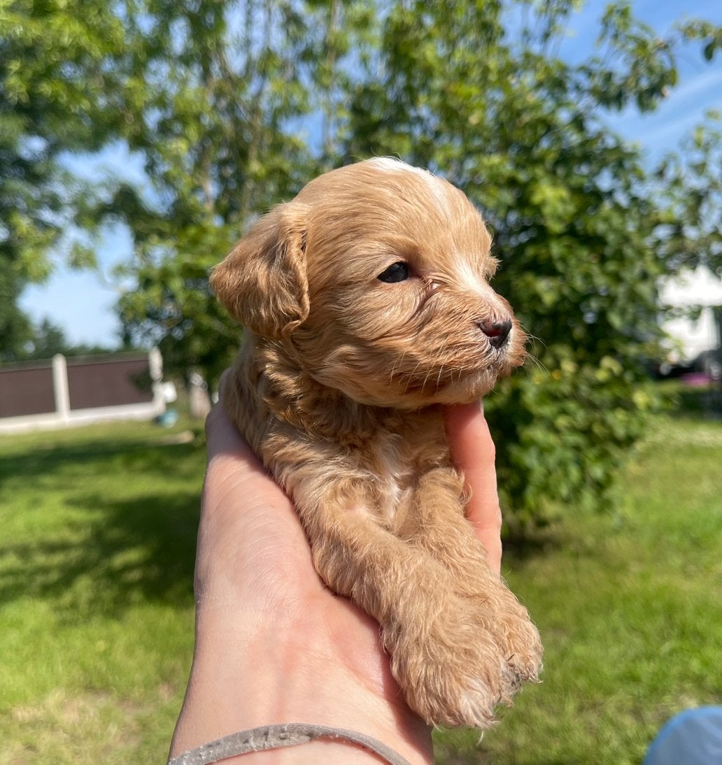Kleine Mini labradoodle pups, 15 weken tot 1 jaar, Reu, Parvo, Eén hond