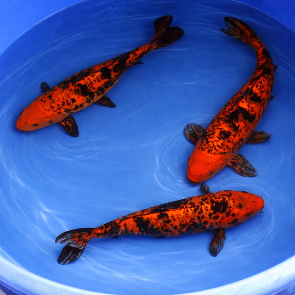 Kage Hi_Utsuri 37-44 cm Sansai, Karper of Koi
