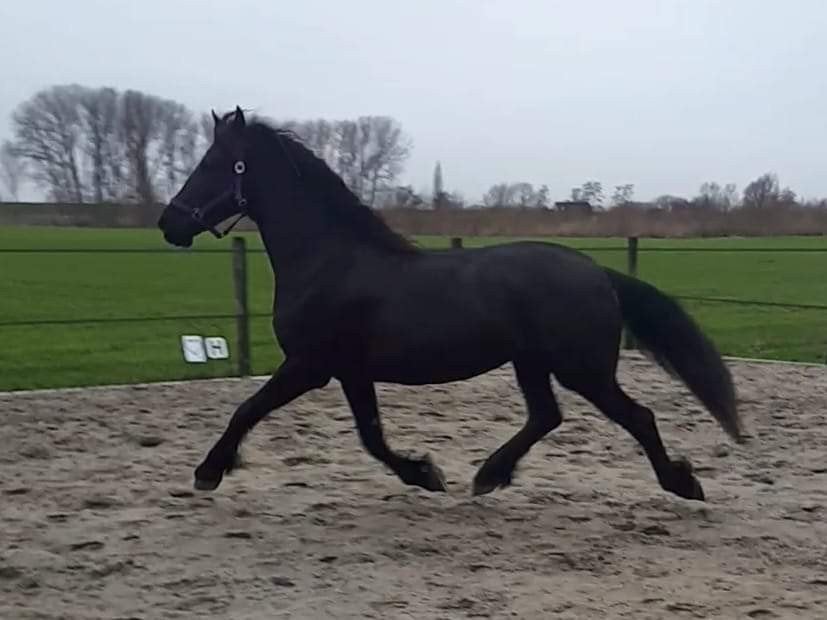 De allerliefste Friese merrie❤️zoekt haar 5⭐ huisje ️, Dieren en Toebehoren, Merrie, L, 160 tot 165 cm, Dressuurpaard