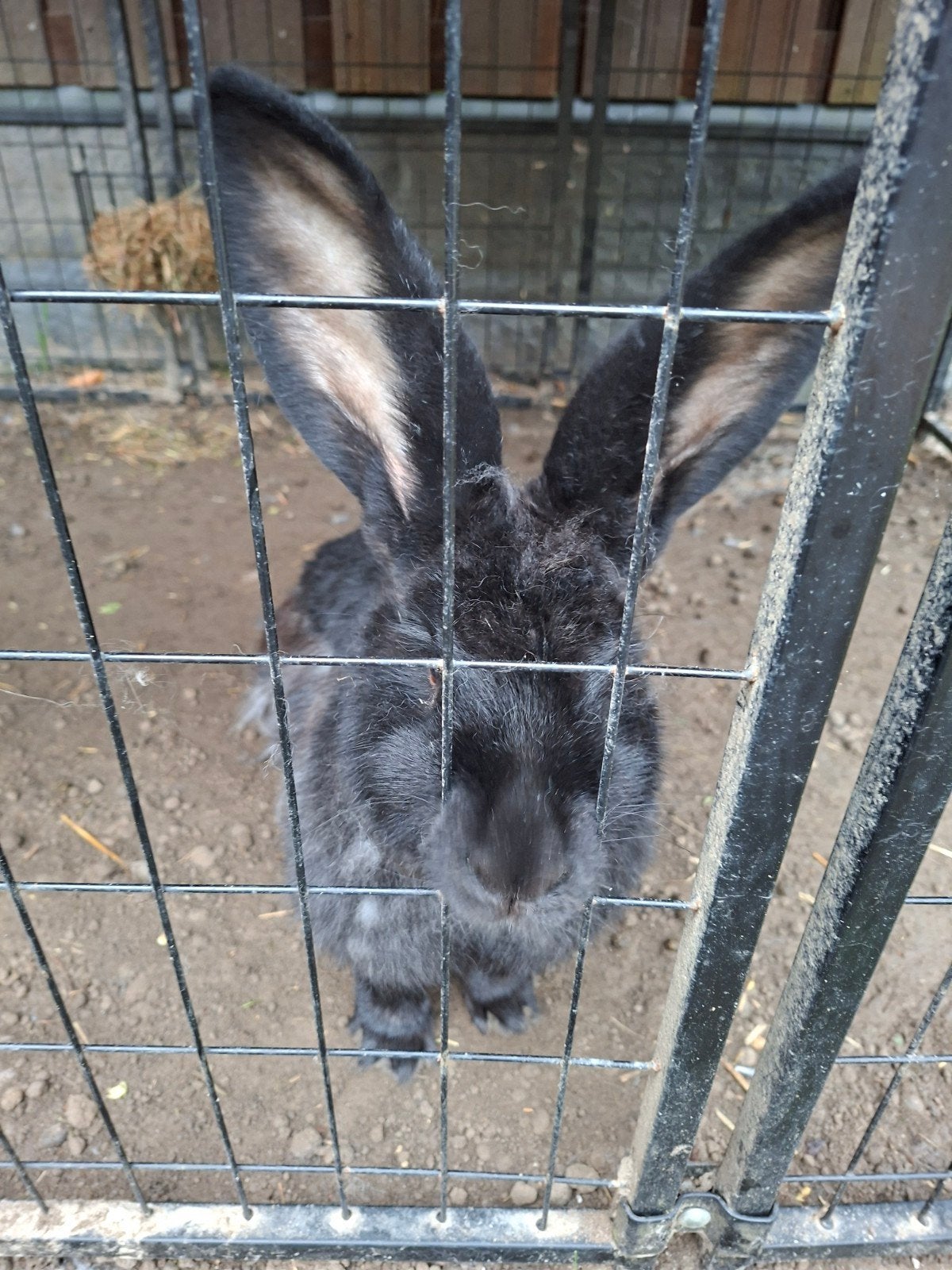 vlaamse reus te koop, Dieren en Toebehoren