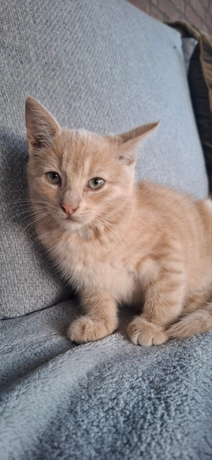 1 Boerderij kater(9 weken), Dieren en Toebehoren, Kater