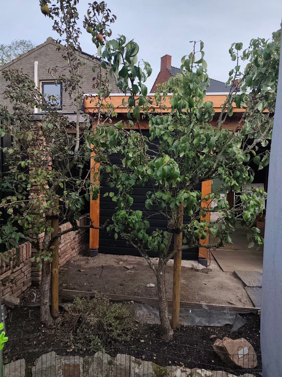 2 peren bomen. Domaine du  Comice en Conference, Tuin en Terras, Planten | Fruitbomen, Ophalen, Volle zon, Perenboom, 100 tot 250 cm