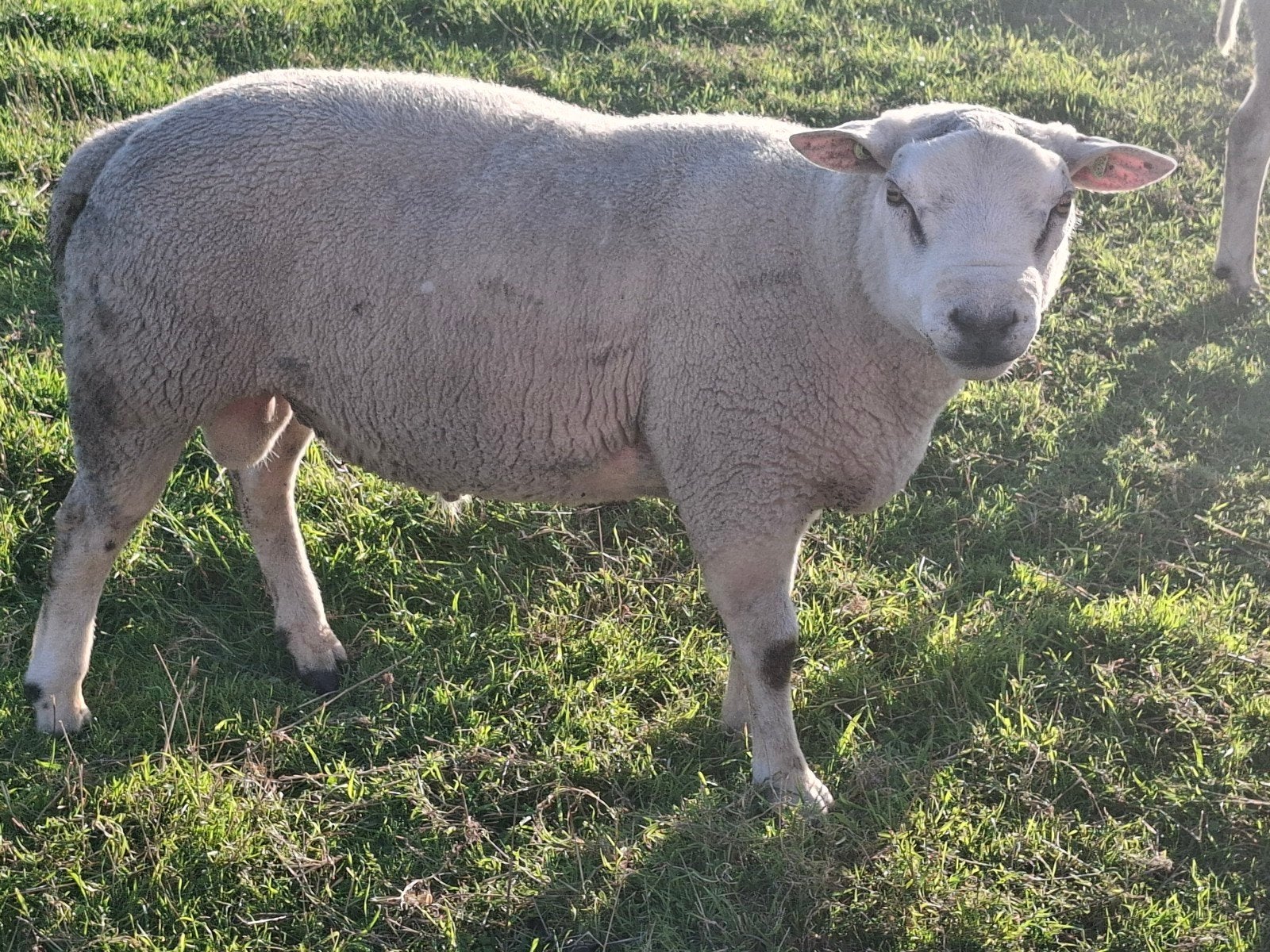 Dekram Texelaar zwoegervrij !!, Dieren en Toebehoren