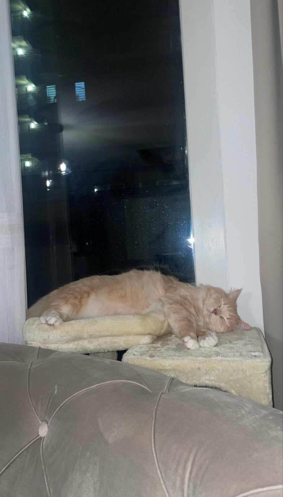 Ragdoll oranje, Dieren en Toebehoren, Kater, Langharig, 6 jaar of ouder