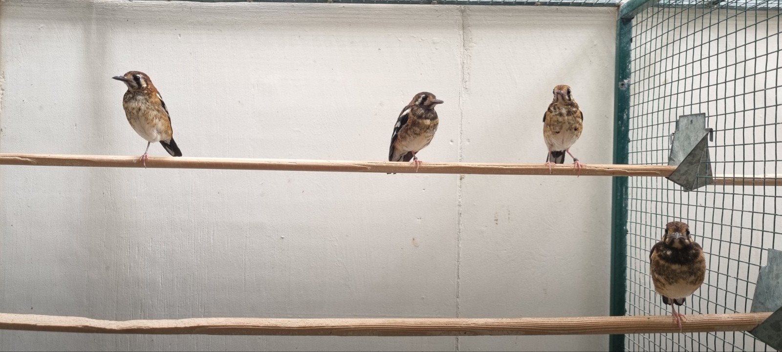 Kastanjerug Lijsters 2026, Dieren en Toebehoren, Vogels | Overige Vogels, Meerdere dieren, Tropenvogel, Geringd