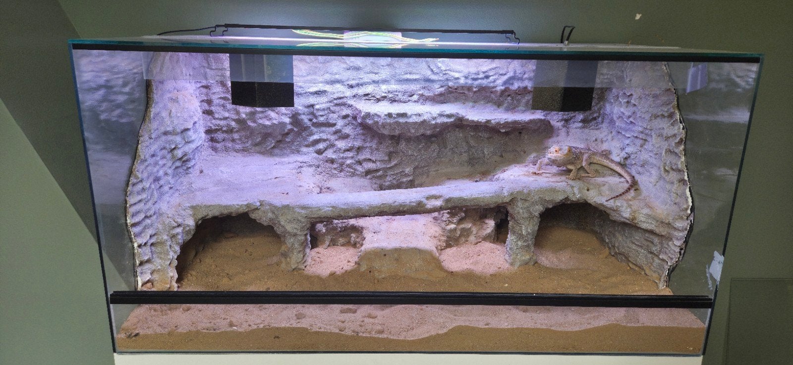 Baardagaam Henk met terrarium en toebehoren, Dieren en Toebehoren, Reptielen en Amfibieën, Hagedis, Met terrarium, 3 tot 6 jaar