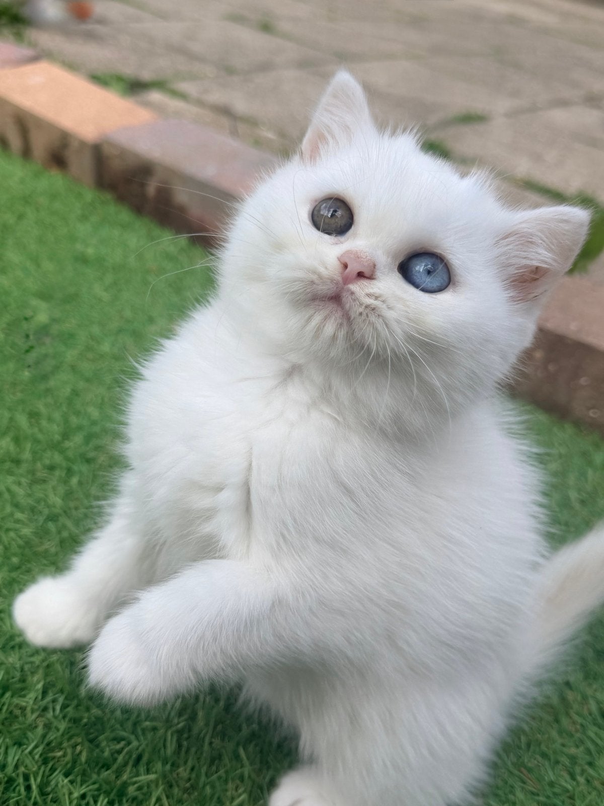 Twee schattige witte kittens zoeken een liefdevol thuis