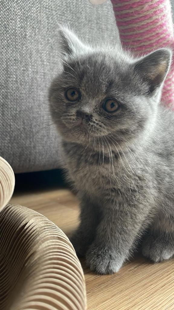 Britse korthaar kittens., Poes, Ingeënt
