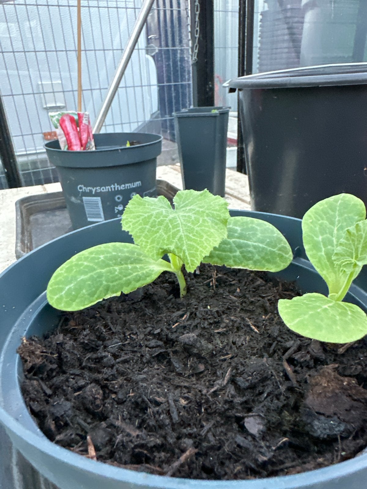 Courgette stekjes - Mooie sterke planten, Ophalen, Volle zon, Eenjarig, Zomer