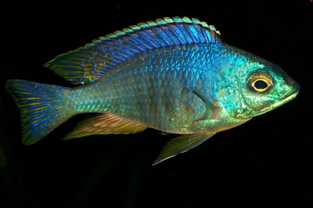 Malawi Cichliden: Placidochromis sp. Jalo Reef, Dieren en Toebehoren, Vis, Zoetwatervis