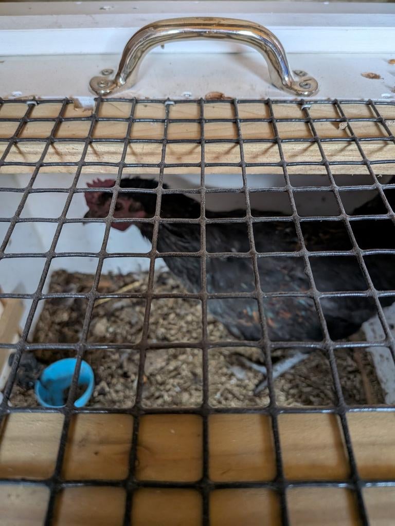 Duitse kriel haan, Dieren en Toebehoren, Pluimvee, Mannelijk, Kip