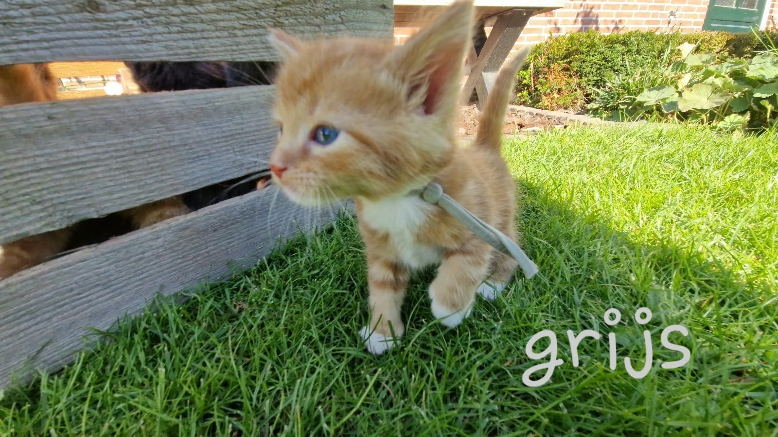 Super mooie, lieve & tamme kortharige boerderij kitten, Dieren en Toebehoren, Kater, Kortharig, 0 tot 2 jaar