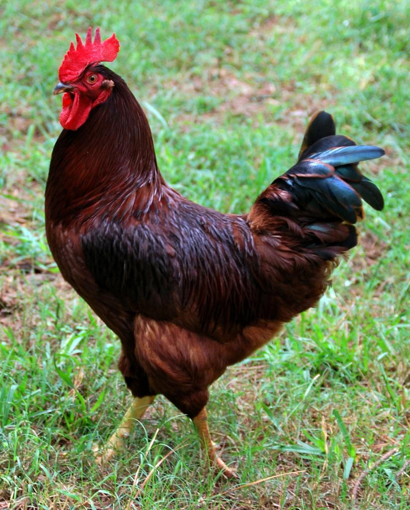 Gezocht rhode island kippen., Vrouwelijk, Kip