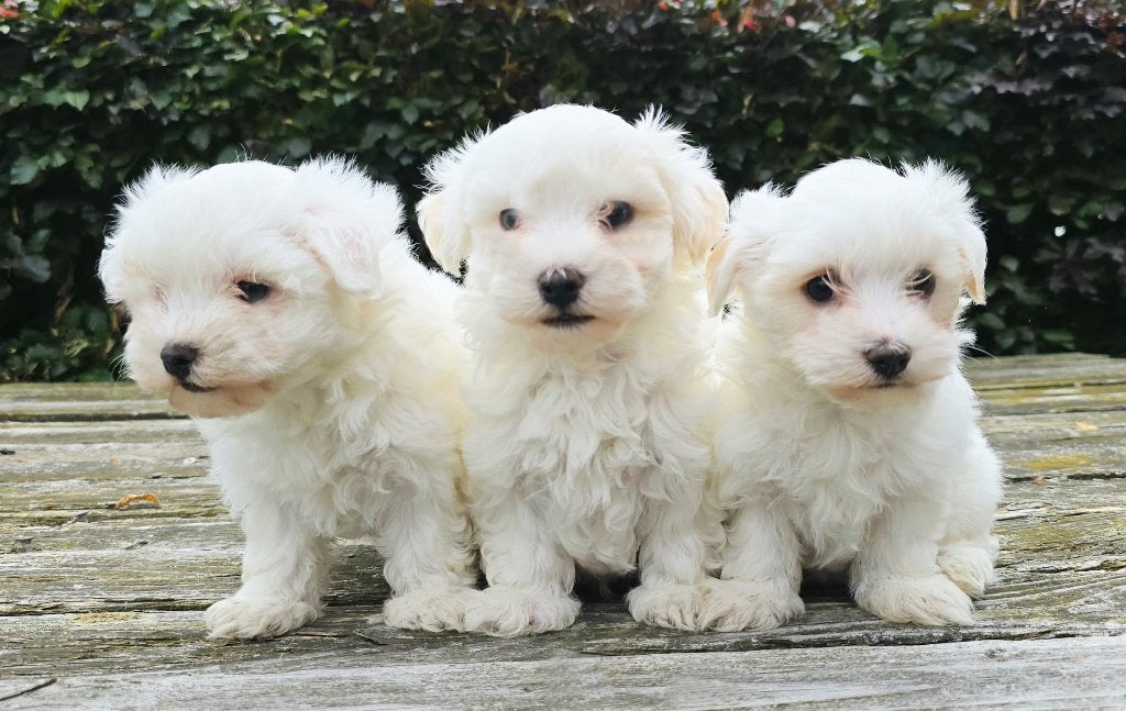 3 prachtige Maltezer puppykes /1 reservé nog 2/voor BELGIE!!, Parvo, België, Maltezer, Particulier