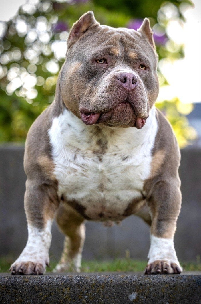 american pocket bully puppy's mogen het nest verlaten, Bulldog, Meerdere dieren, Eén hond, Nederland