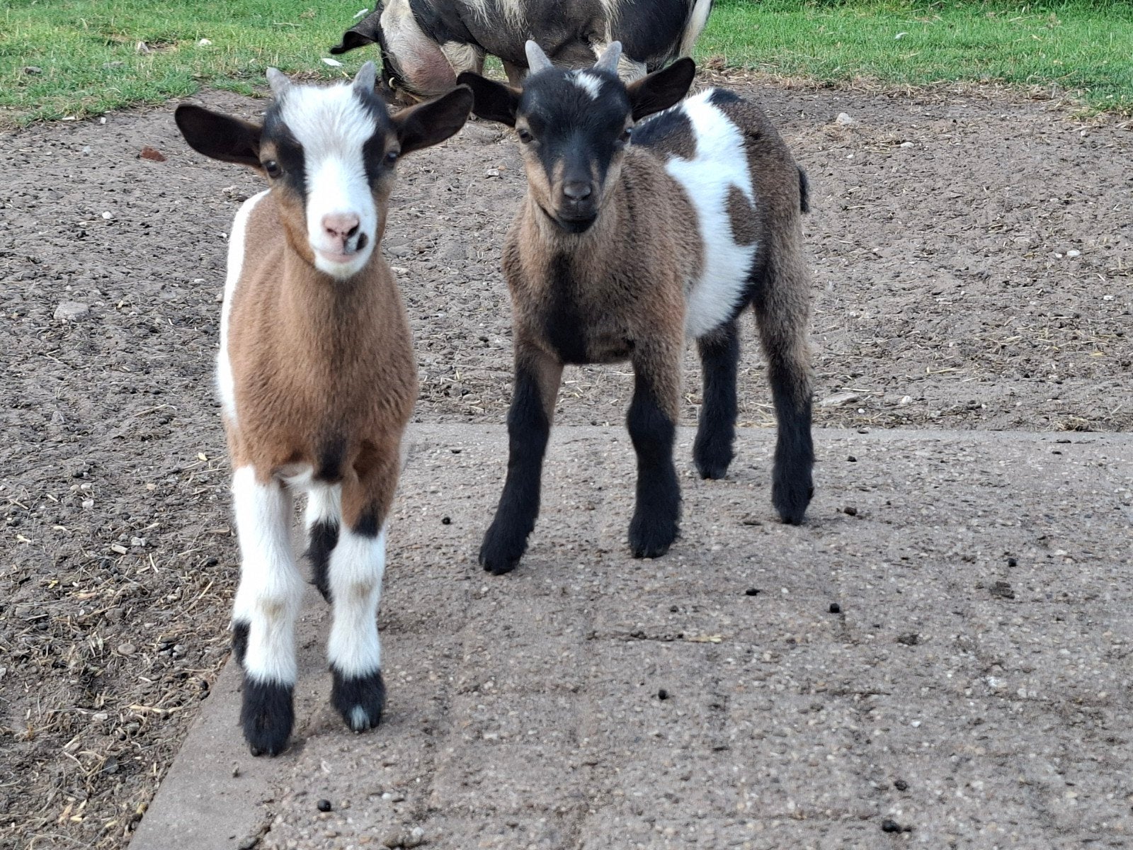 Hele mooie dwerggeitjes/bokjes te koop., Dieren en Toebehoren, Schapen, Geiten en Varkens, Meerdere dieren, Geit, 0 tot 2 jaar