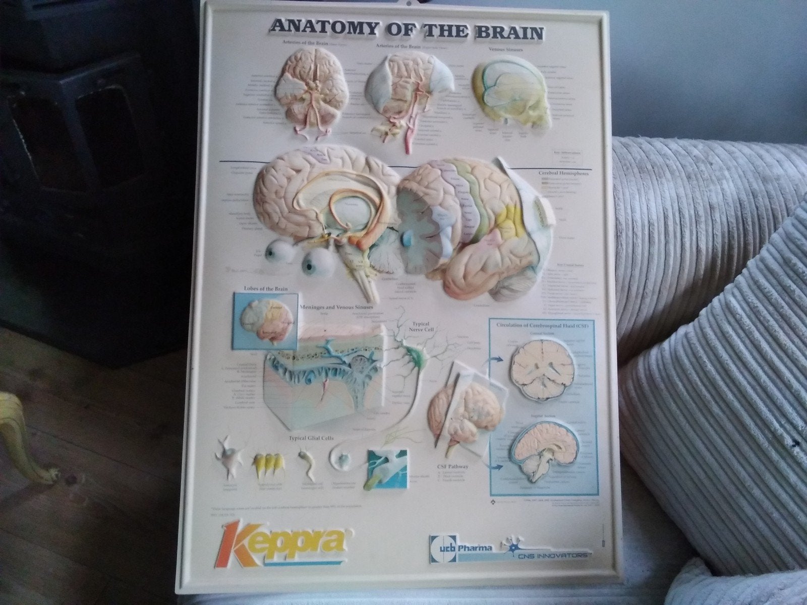 poster anatomie van hersenen brein, Antiek en Kunst, Antiek | Schoolplaten, Ophalen, Natuur en Biologie