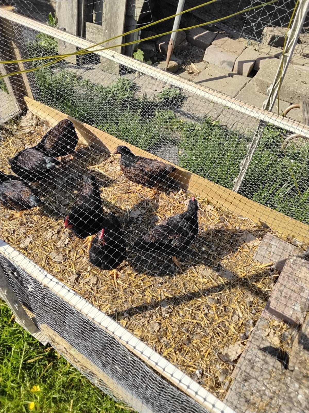 5 Barnevelder kriel haantjes, Mannelijk, Kip