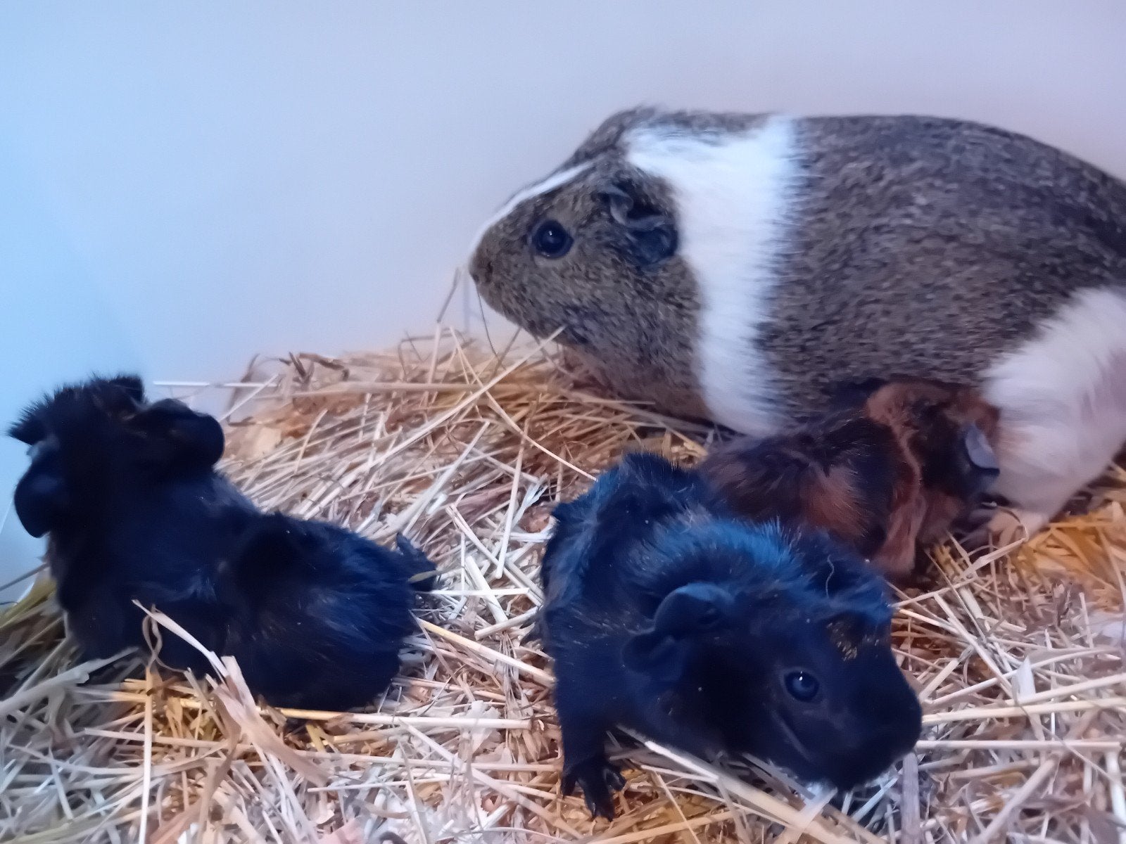 jonge borstelhaar cavia's, Cavia, Augustus, Meerdere dieren, Tam