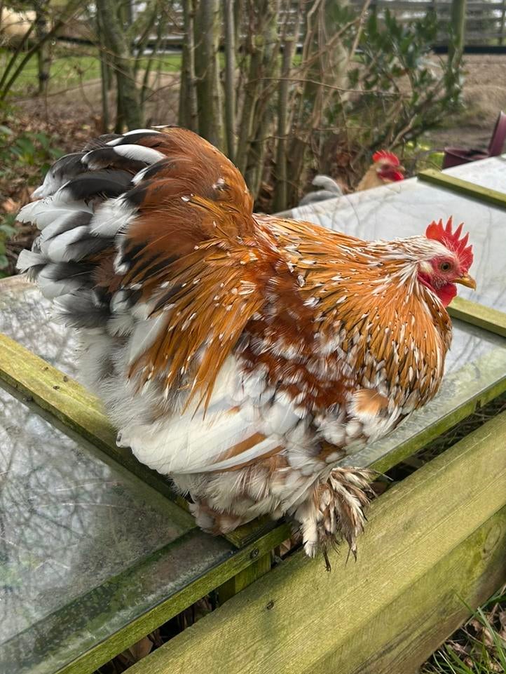 Cochin kriel hanen, Dieren en Toebehoren, Pluimvee, Mannelijk, Kip